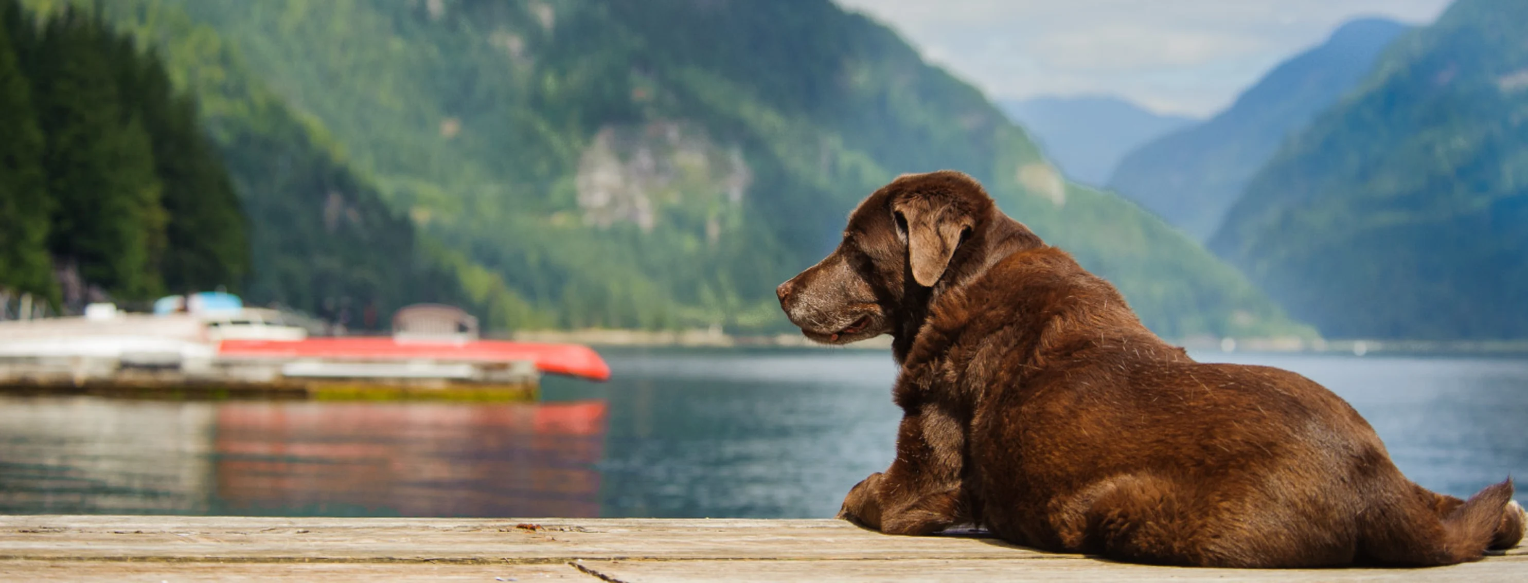 Chocolate lab sitting on dock overlooking scenic water and mountain view